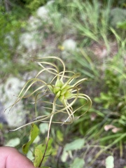 Clematis versicolor