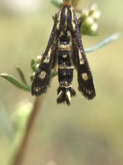 Chamaesphecia empiformis