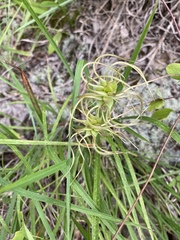 Clematis versicolor