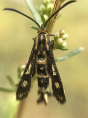 Chamaesphecia empiformis