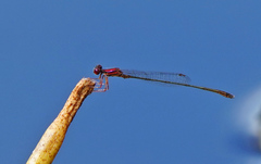 Enallagma dubium