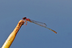 Enallagma dubium