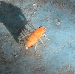 Homoneura occidentalis