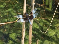 Libellula luctuosa