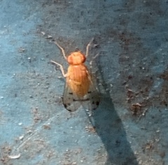 Homoneura occidentalis