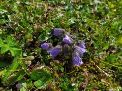 Campanula alpina