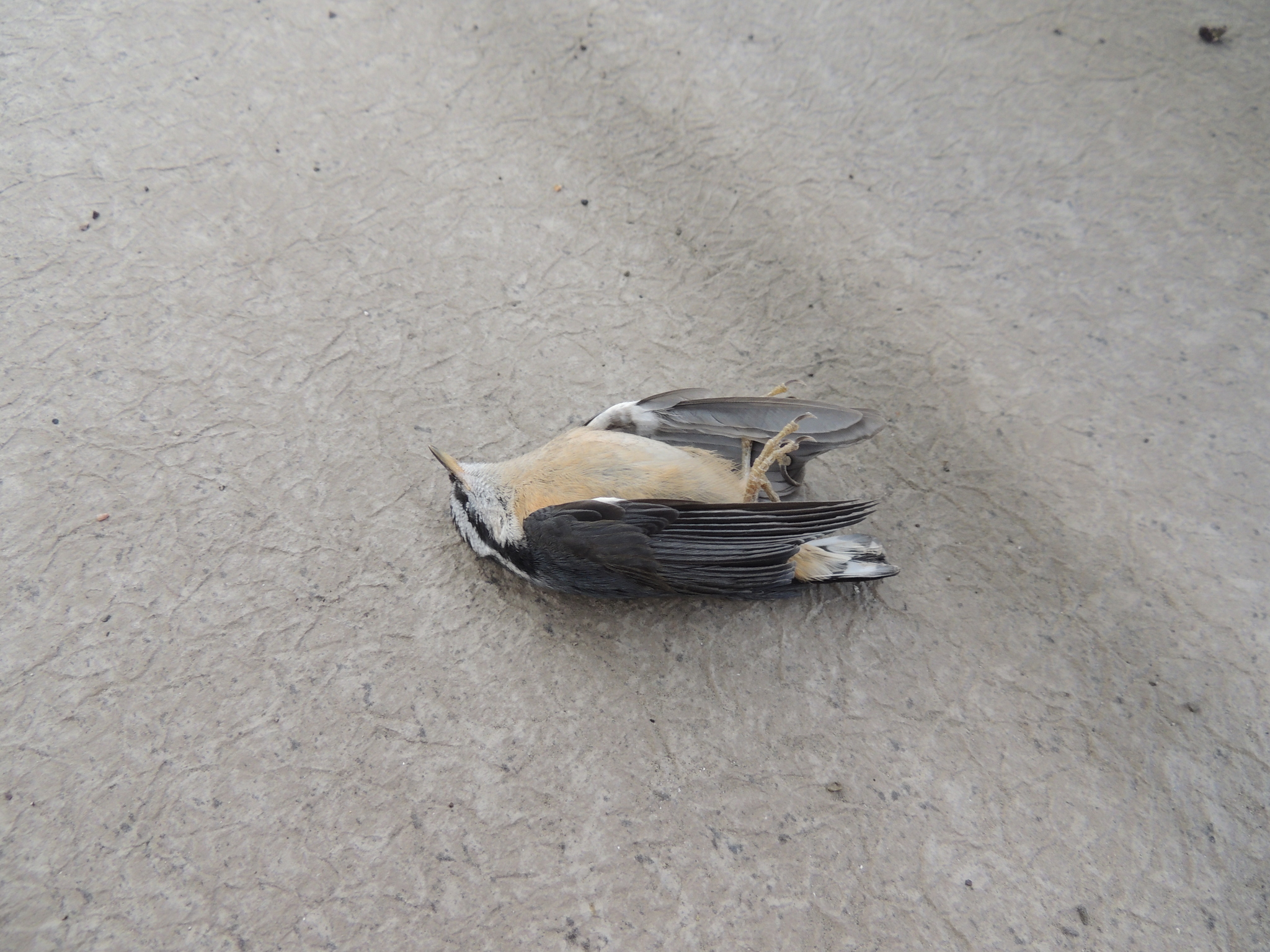 Red-breasted Nuthatch