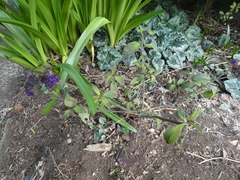 Heliotropium arborescens