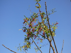 Muehlenbeckia sagittifolia