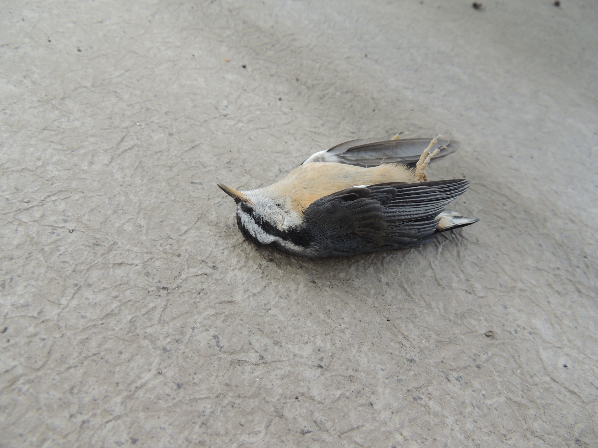 Red-breasted Nuthatch