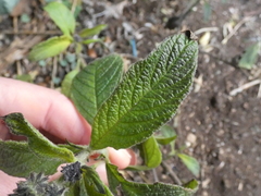 Heliotropium arborescens