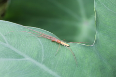 Tetragnatha elongata