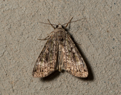 Anaplectoides prasina