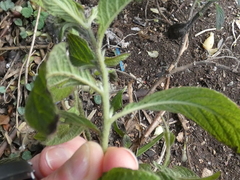 Heliotropium arborescens