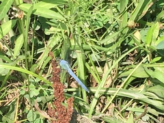 Erythemis simplicicollis