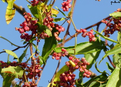 Muehlenbeckia sagittifolia