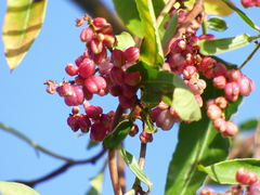 Muehlenbeckia sagittifolia