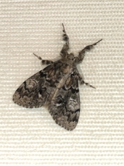 Dasychira obliquata