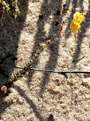 Linaria polygalifolia