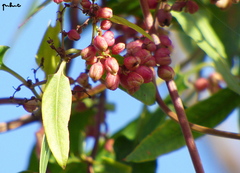 Muehlenbeckia sagittifolia