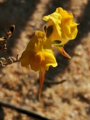 Linaria polygalifolia