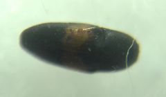 Drapetes mordelloides