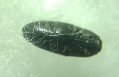 Drapetes mordelloides