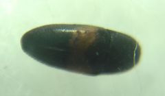 Drapetes mordelloides