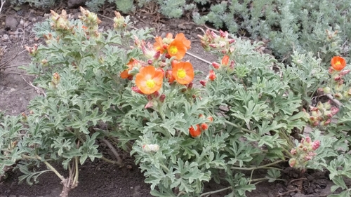 scarlet globemallow (Sphaeralcea coccinea)