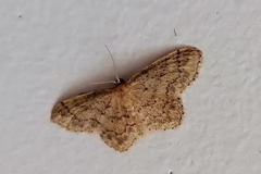 Idaea subsaturata
