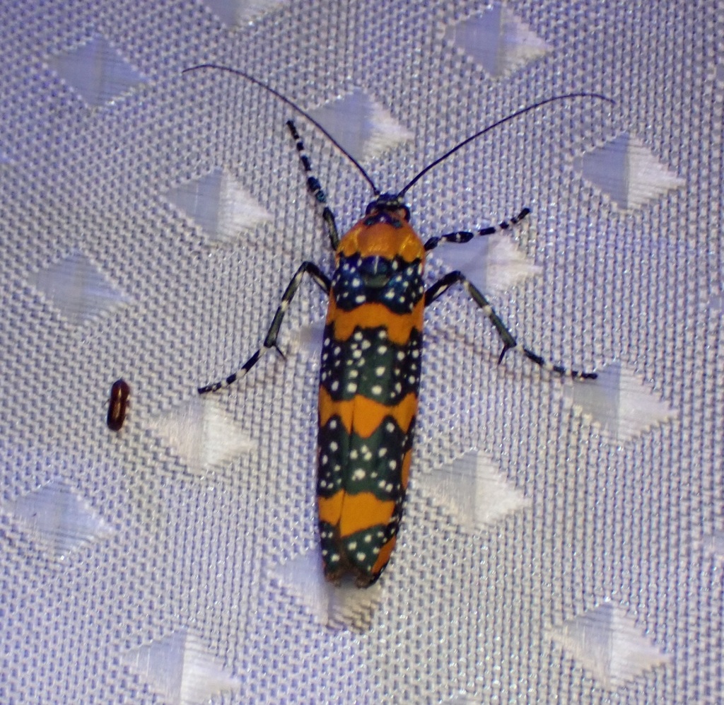 Atteva rawlinsi