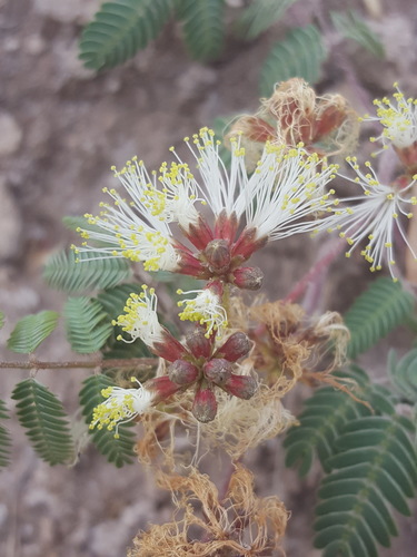 Calliandra humilis var. humilis