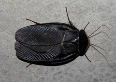 Polyphaga aegyptiaca