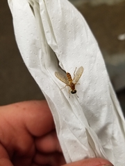 Ptecticus trivittatus