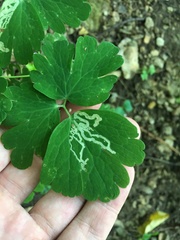 Phytomyza minuscula group