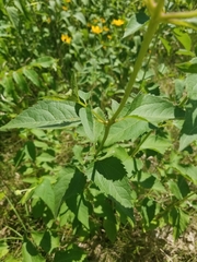 Heliopsis helianthoides
