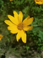 Heliopsis helianthoides