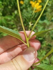 Heliopsis helianthoides
