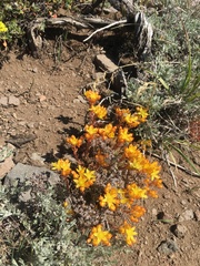 Sedum spathulifolium