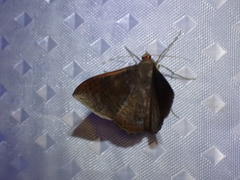 Sphacelodes vulneraria