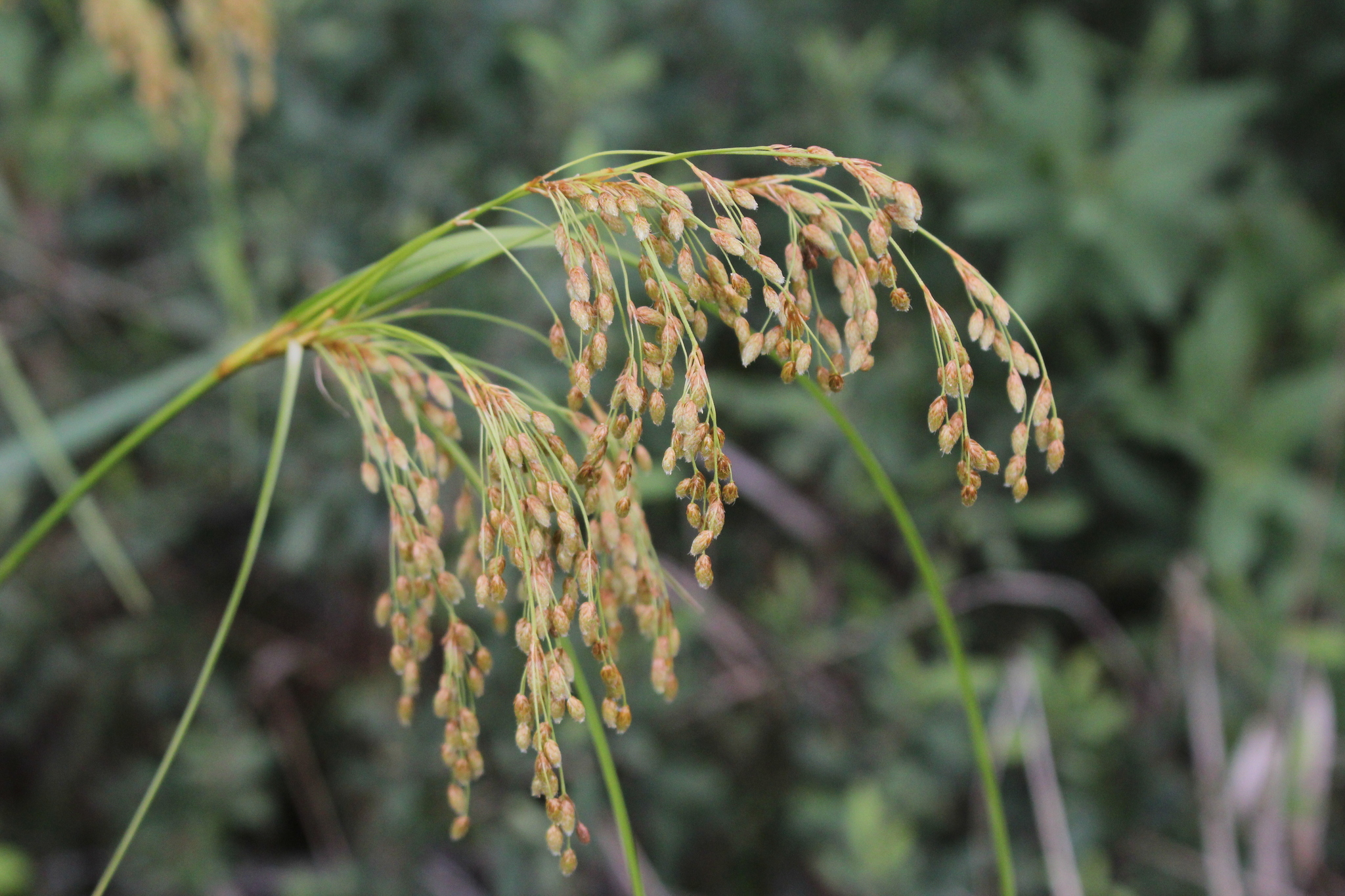 Scirpus pedicellatus