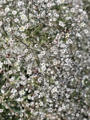 Gypsophila paniculata