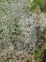 Gypsophila paniculata
