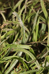 Golovinomyces sordidus