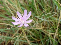 Stephanomeria thurberi