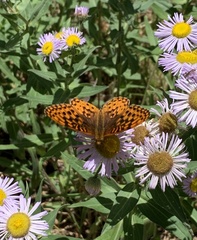 Speyeria hesperis