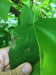 Amauromyza pleuralis