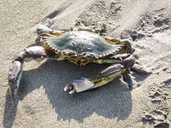 Callinectes arcuatus