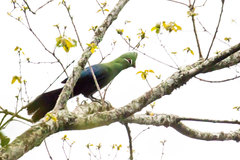 Tauraco corythaix phoebus