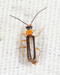 Rhagonycha mollis